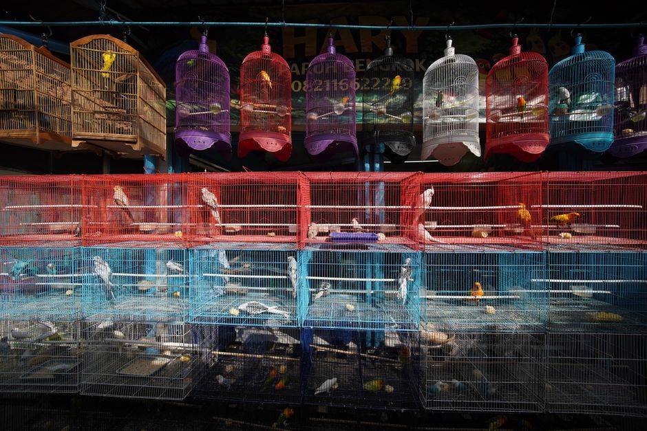 Rows of colorful bird cages with birds on display