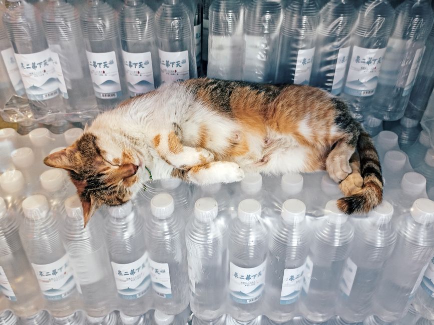 A cat resting on top of stacked bottled water