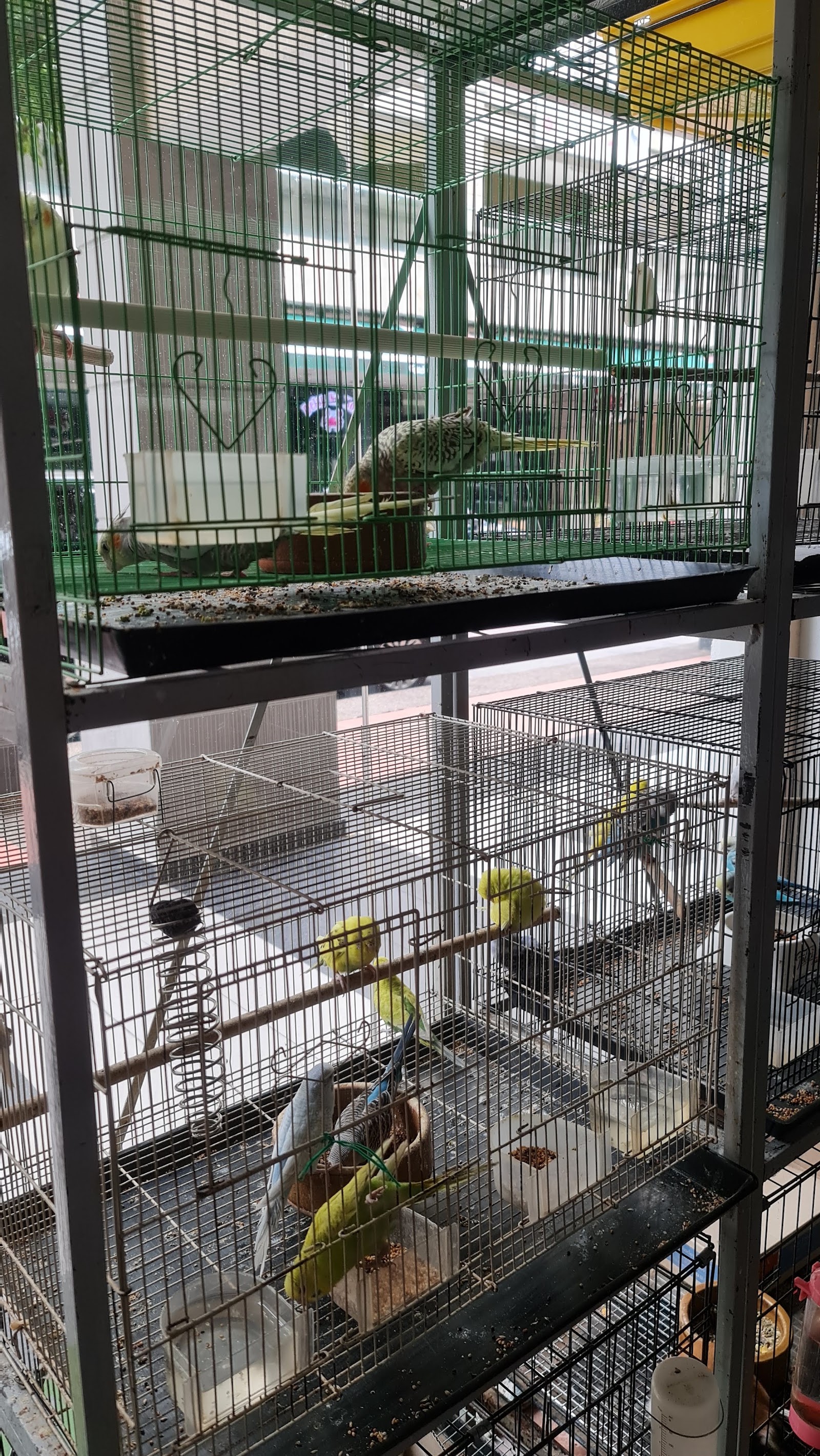 Budgies perched inside display cages at Jacks Pet Avenue