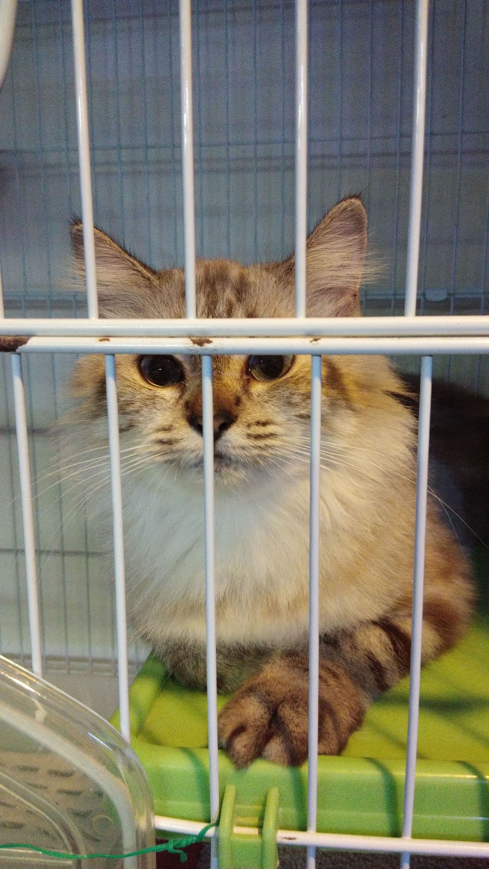 A fluffy cat looking through the bars of a display cage in store