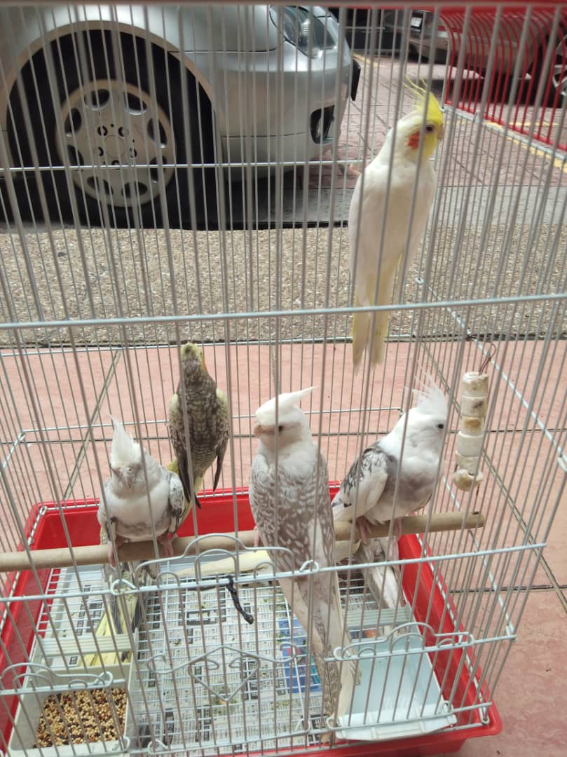 Cockatiels perched together inside a display cage