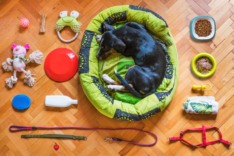 Flat lay of a dog bed, bowls, leash, toys, and grooming supplies