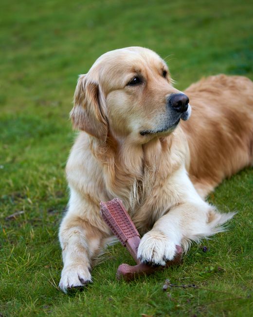 Golden retriever chewing on a dental care stick outdoors