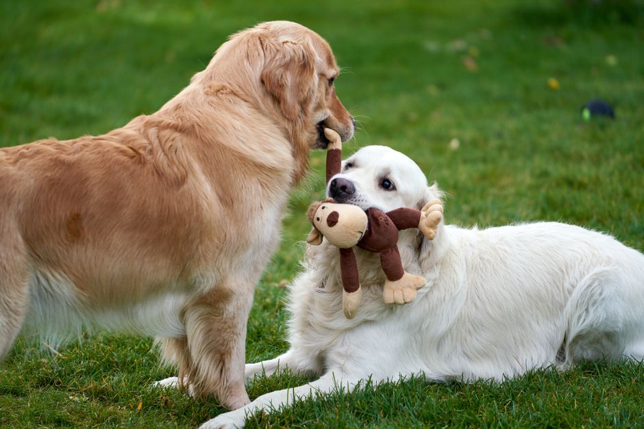Two golden retrievers playing together with a plush toy